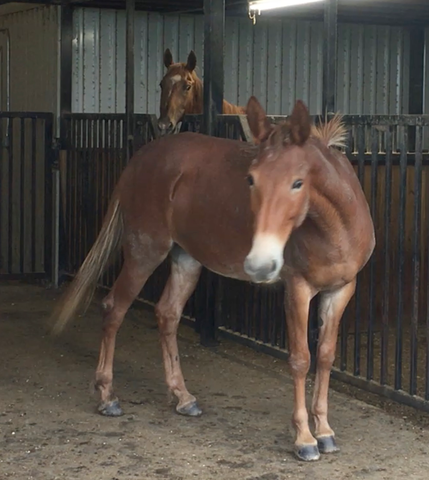 Cowgirl and Buddy United