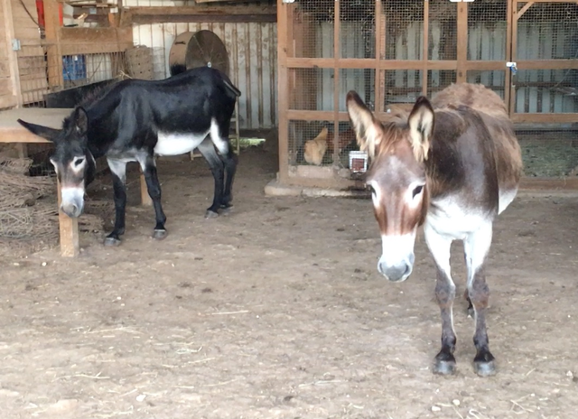 Donkeys: Rain Rain Go Away
