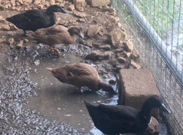 Ducklings Commence Drilling Behavior