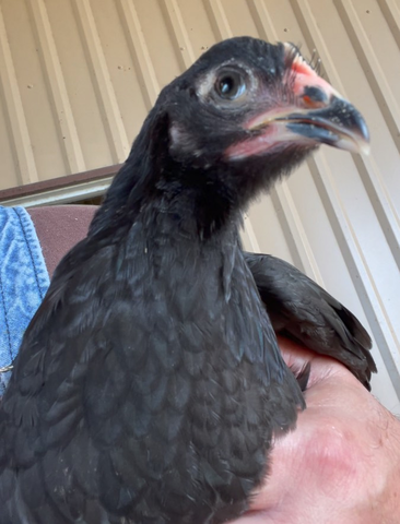 Paula the Purring Pullet