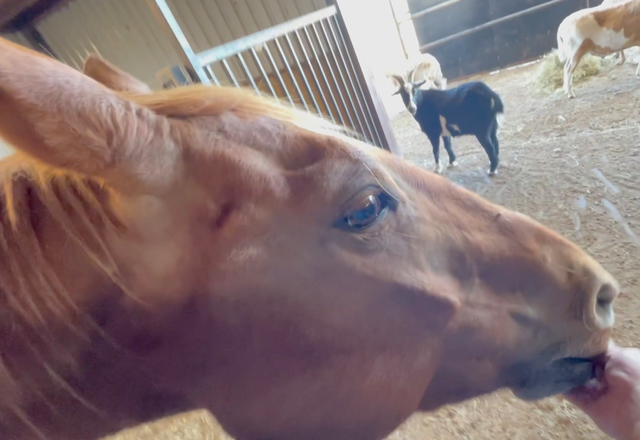 Cowgirl Gets Her Treat