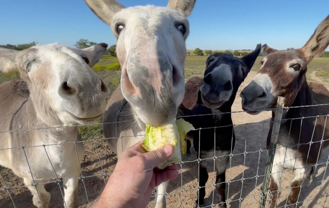Donkeys Say: "Lettuce Eat Now!"