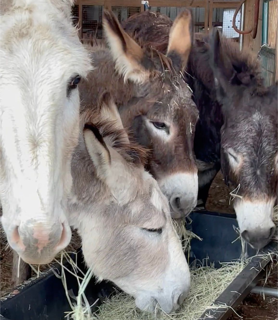 A Rare Sight Donkeys Sharing
