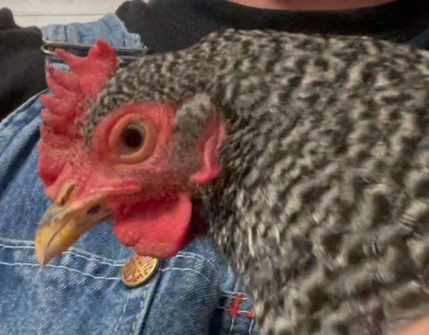 Barred Rock Glenda Gets Snuggle Time