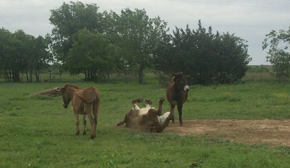 Nestle & Mocha Take Turns at Dirt Bath