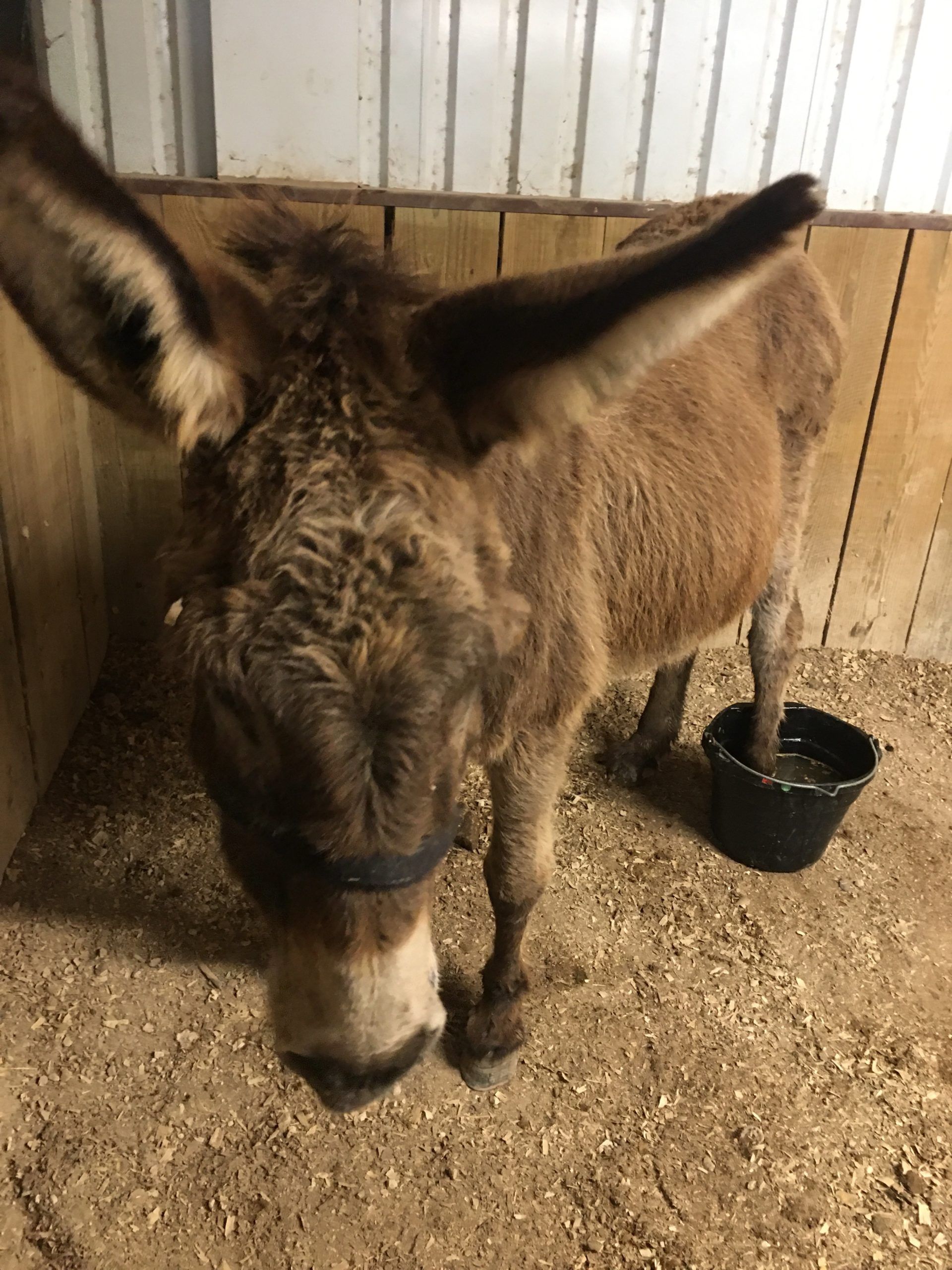 BonBon's Abscess Recovery