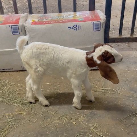 Bottle Baby Gypsy Joins Family