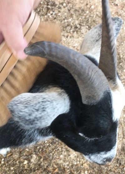 Brady Goes Cuckoo for Brush Time