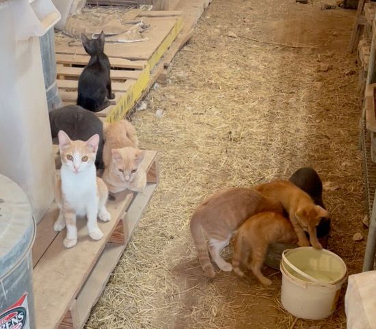 Breakfast With Barn Cats