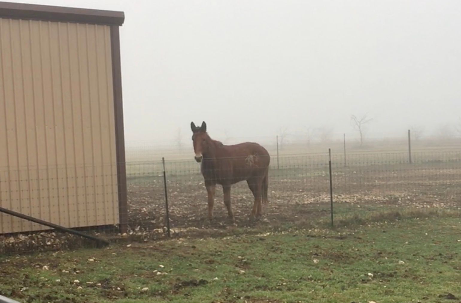 Buddy Bolts from the Mist