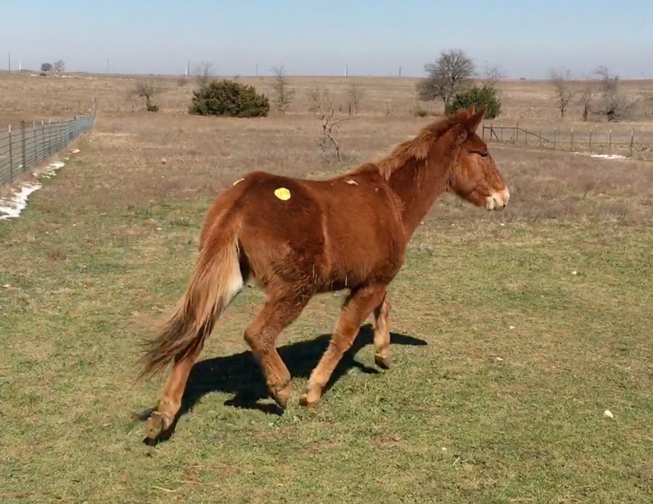 Sorrel John Mule "Buddy" Arrives at LGRS