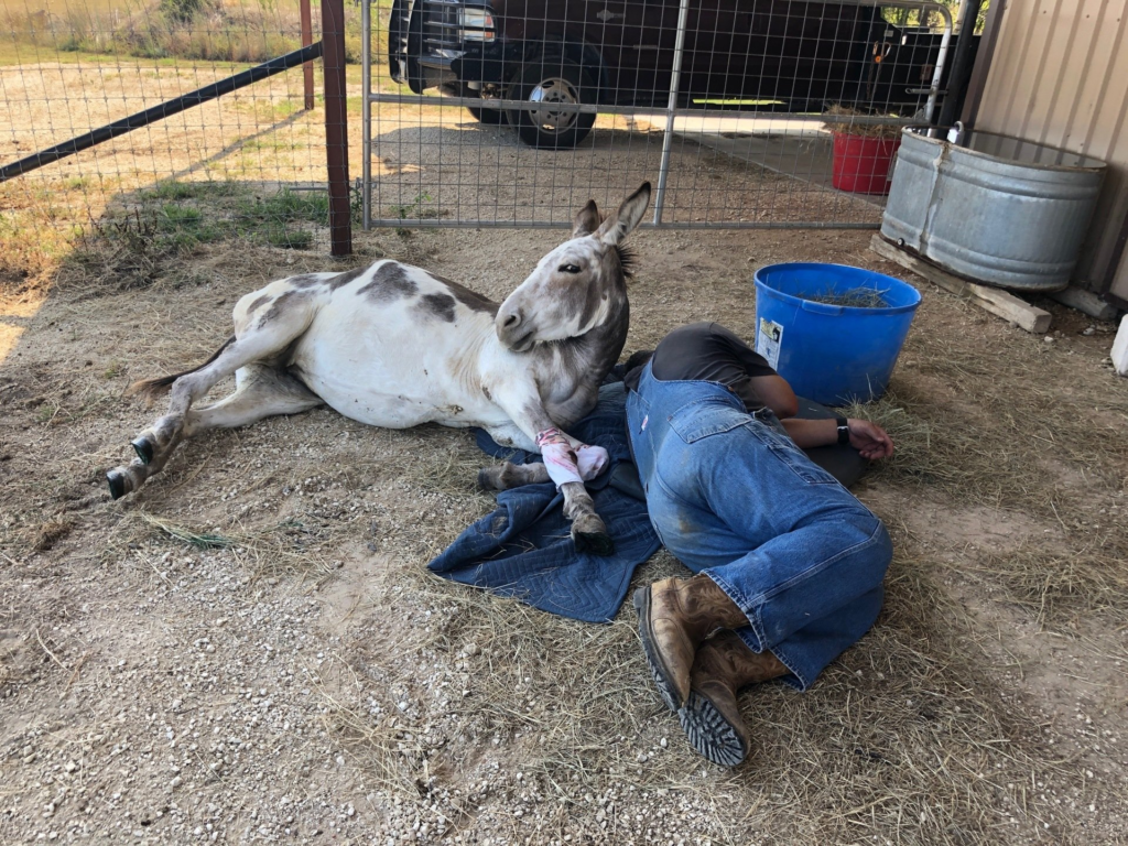 Callie's Road to Recovery