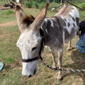 Callie the Jenny Donkey