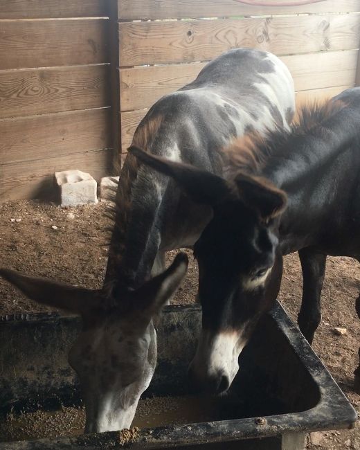 Callie & Mocha Share Late Afternoon Meal
