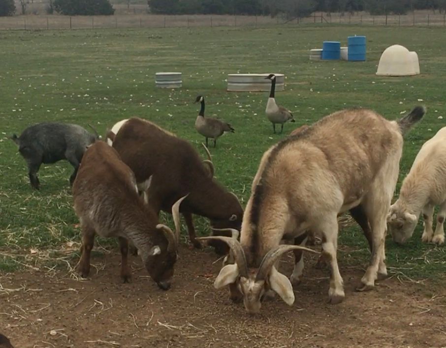 Canada Geese Eye Goat Herd