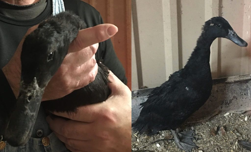 Charmaine the Duck Hen Encounters Geese