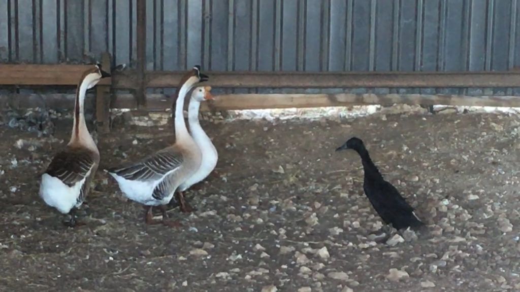 Guard Geese Show Off