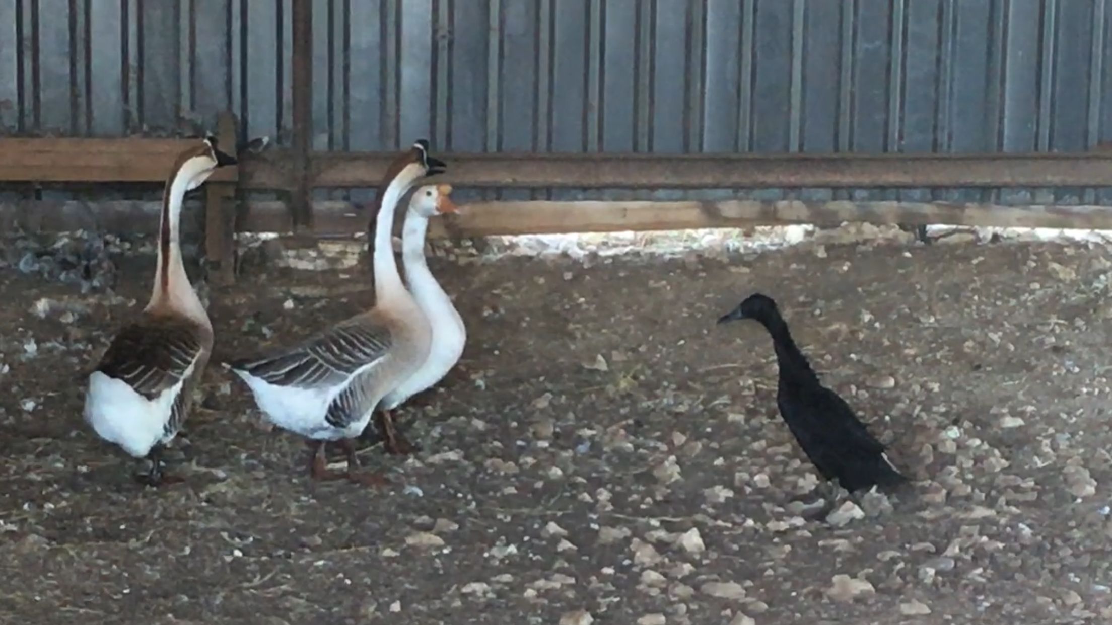 Geese and a duck at the barn