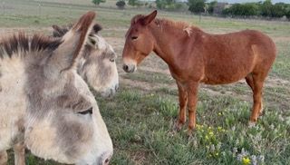 Close Encounters of the Mule Kind