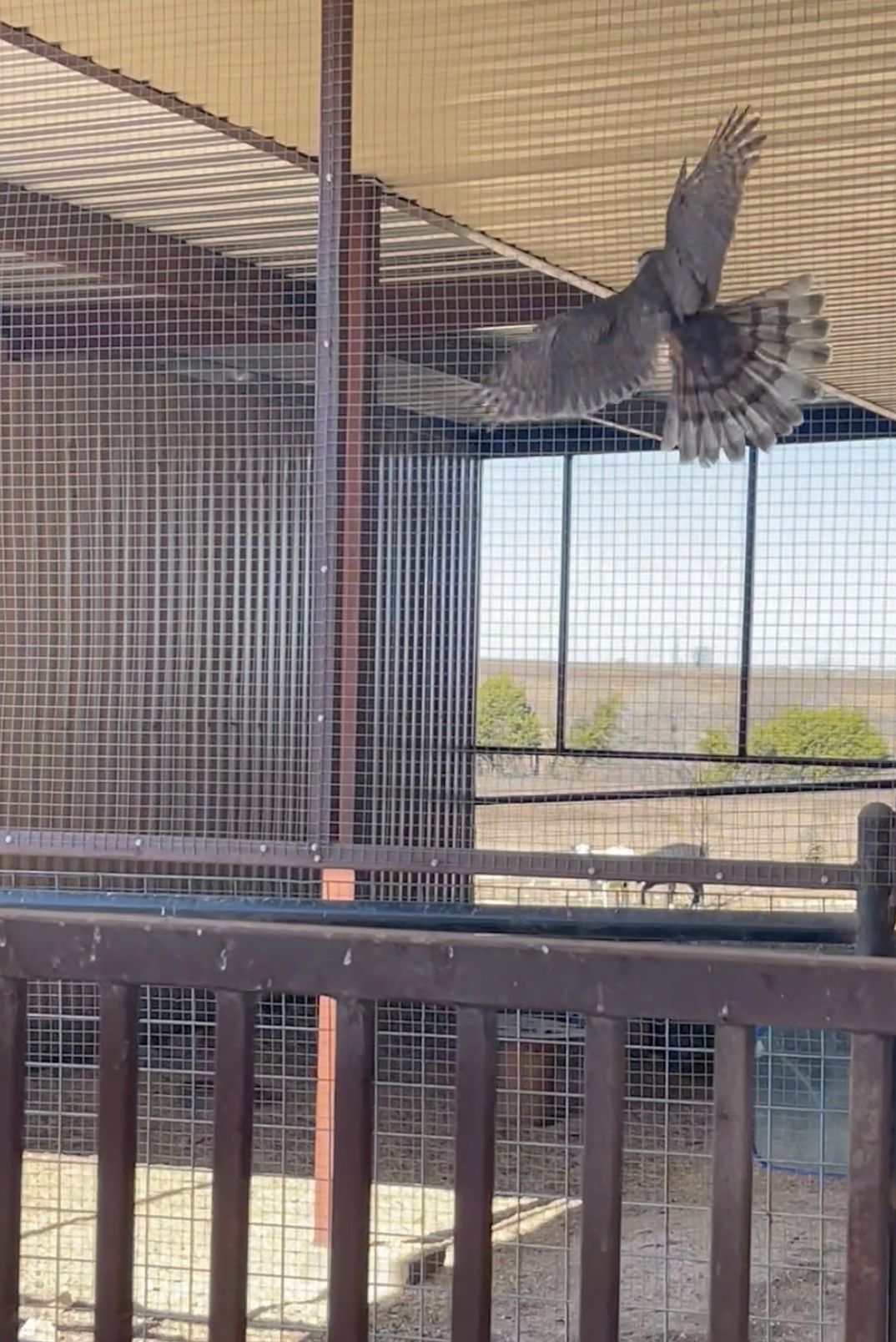 Cooper's Hawk Foiled by Aviary