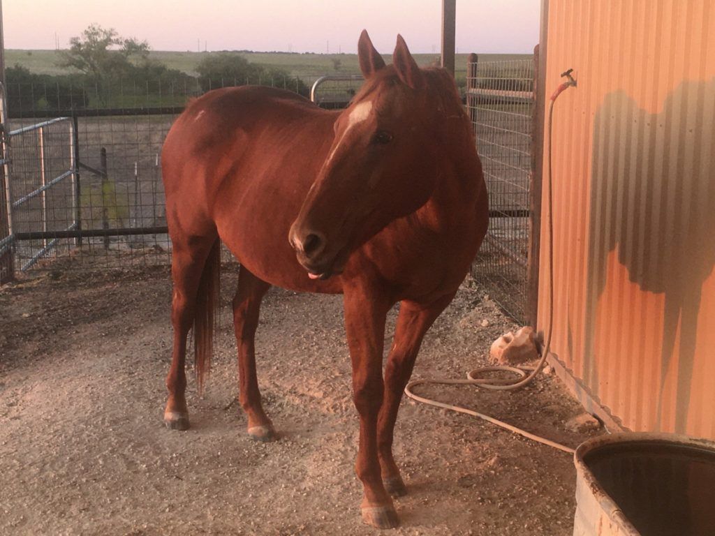 CowGirl the Mare