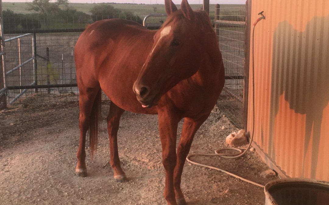 CowGirl the Mare