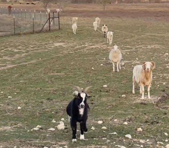 Cowgirl Says Follow The Leader