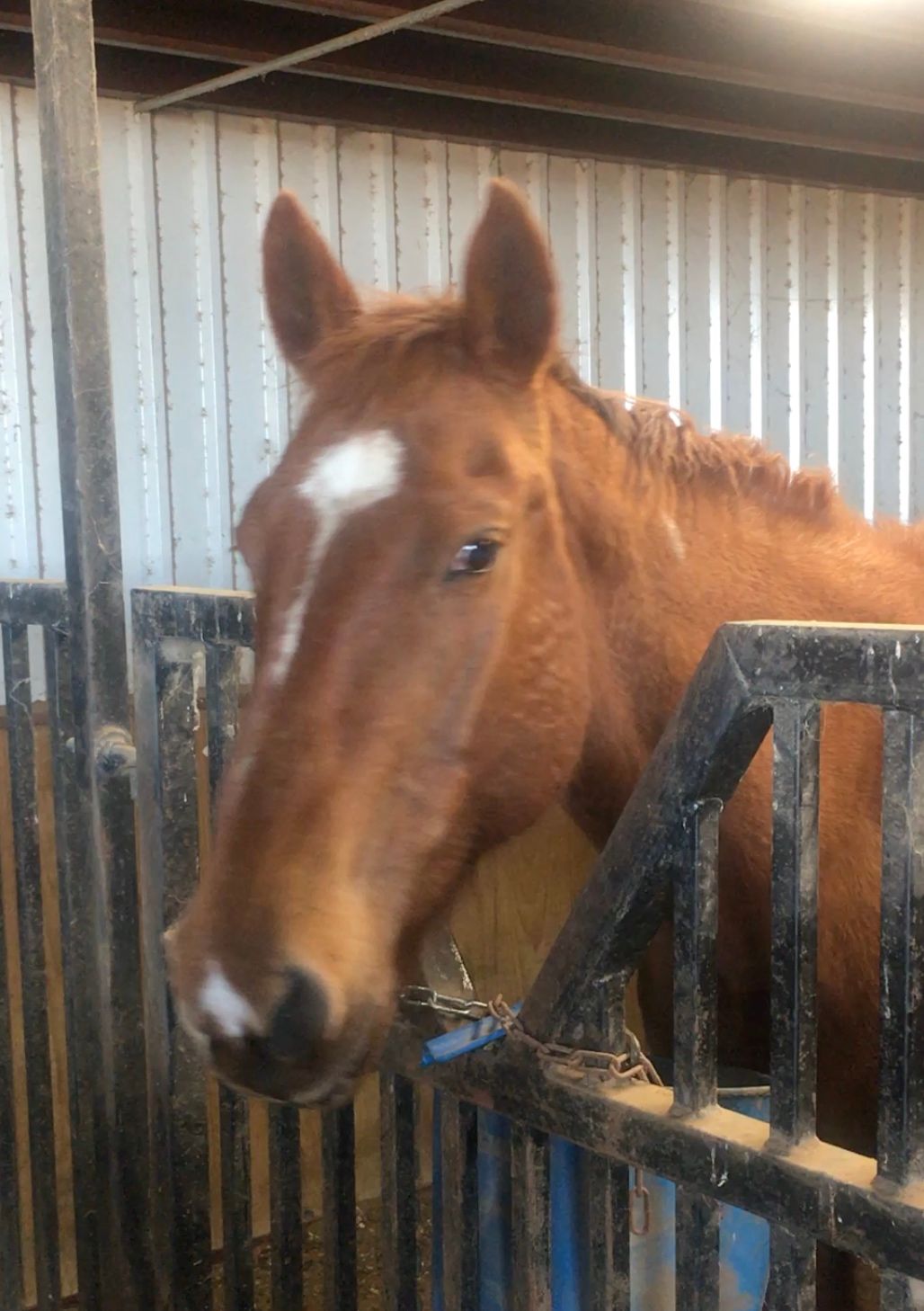 Cowgirl Gets a Carrot