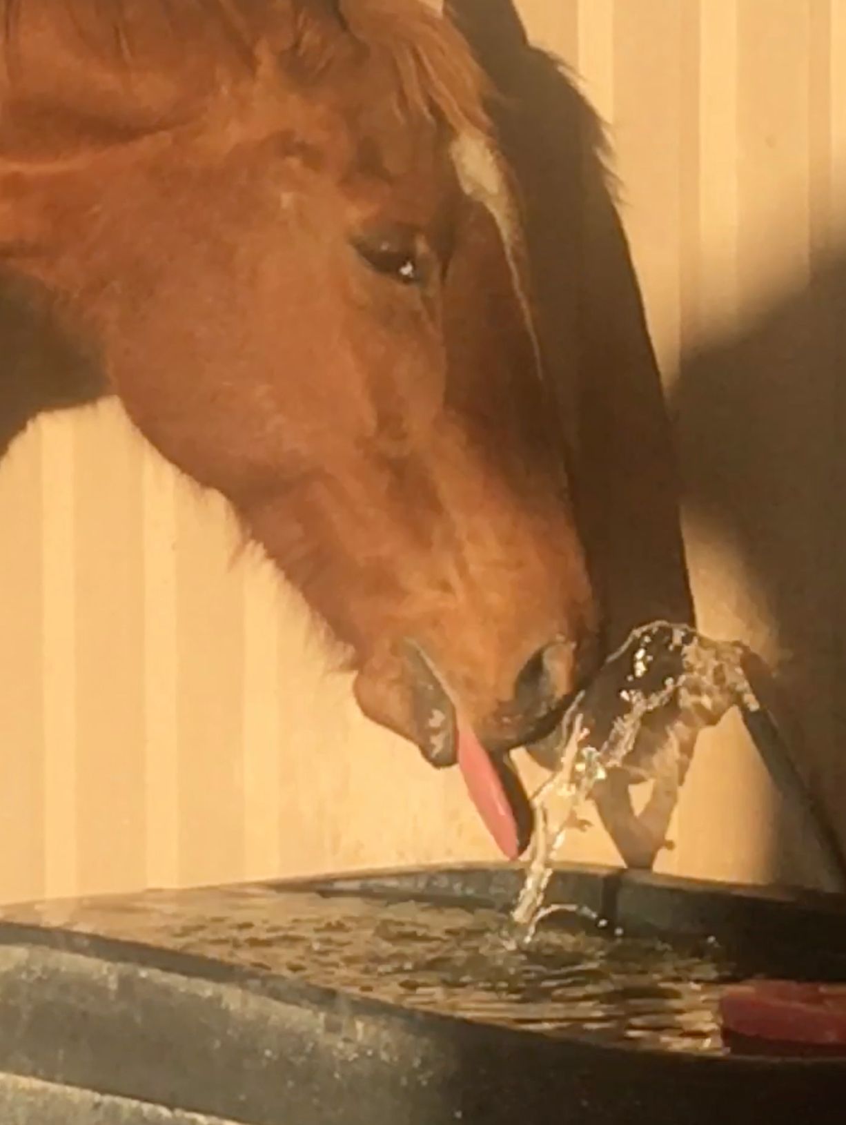 Cowgirl Says Drinking Water is Fun!