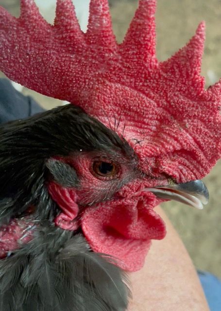 Cradling Our Black Australorp Rooster