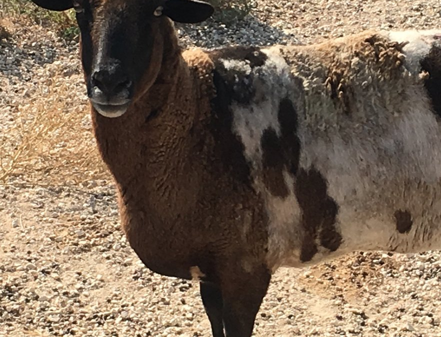 CutiePie the Ewe