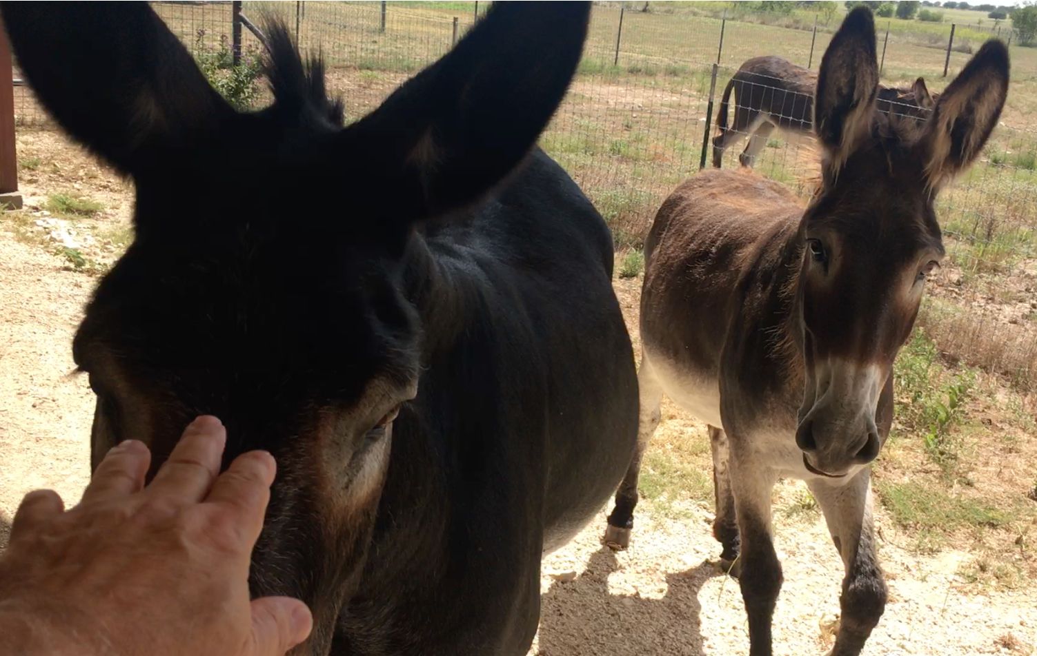 Herschel and Friends: Donkey Snack Time