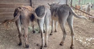 Donkey Tail Hypnosis
