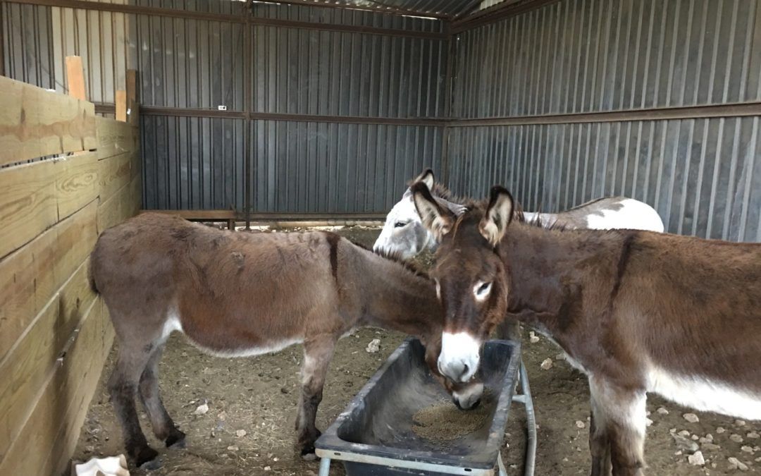 Donkey Facts