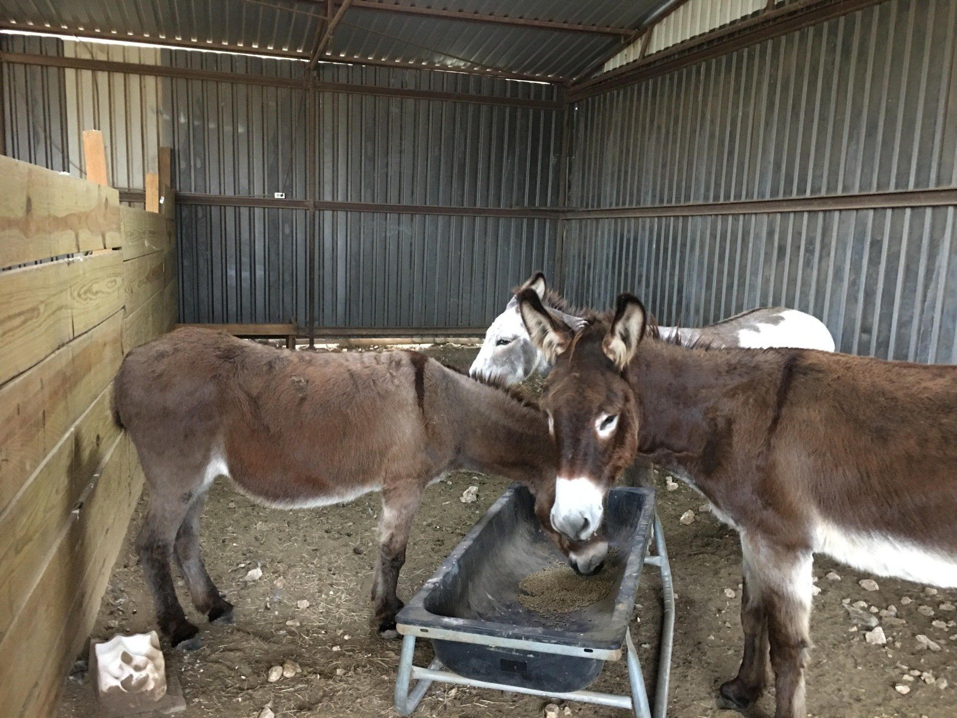 Donkeys inside the barn