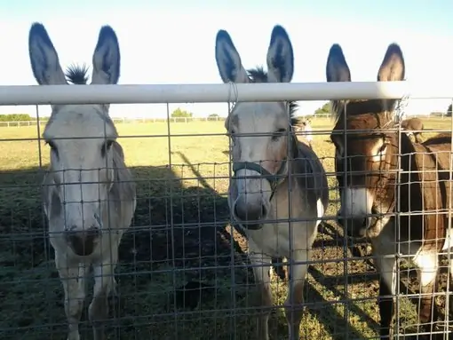 Three donkeys looking over a pasture fence