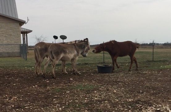 Donkeys Beg from Mule
