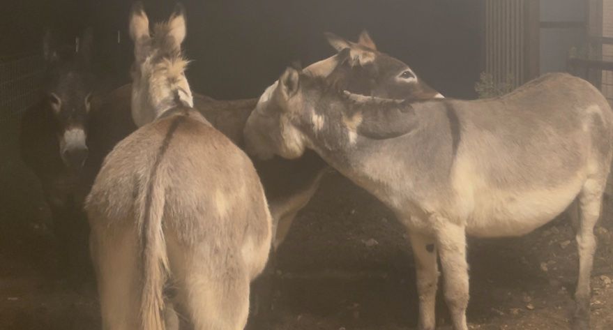 Donkeys in the Mist