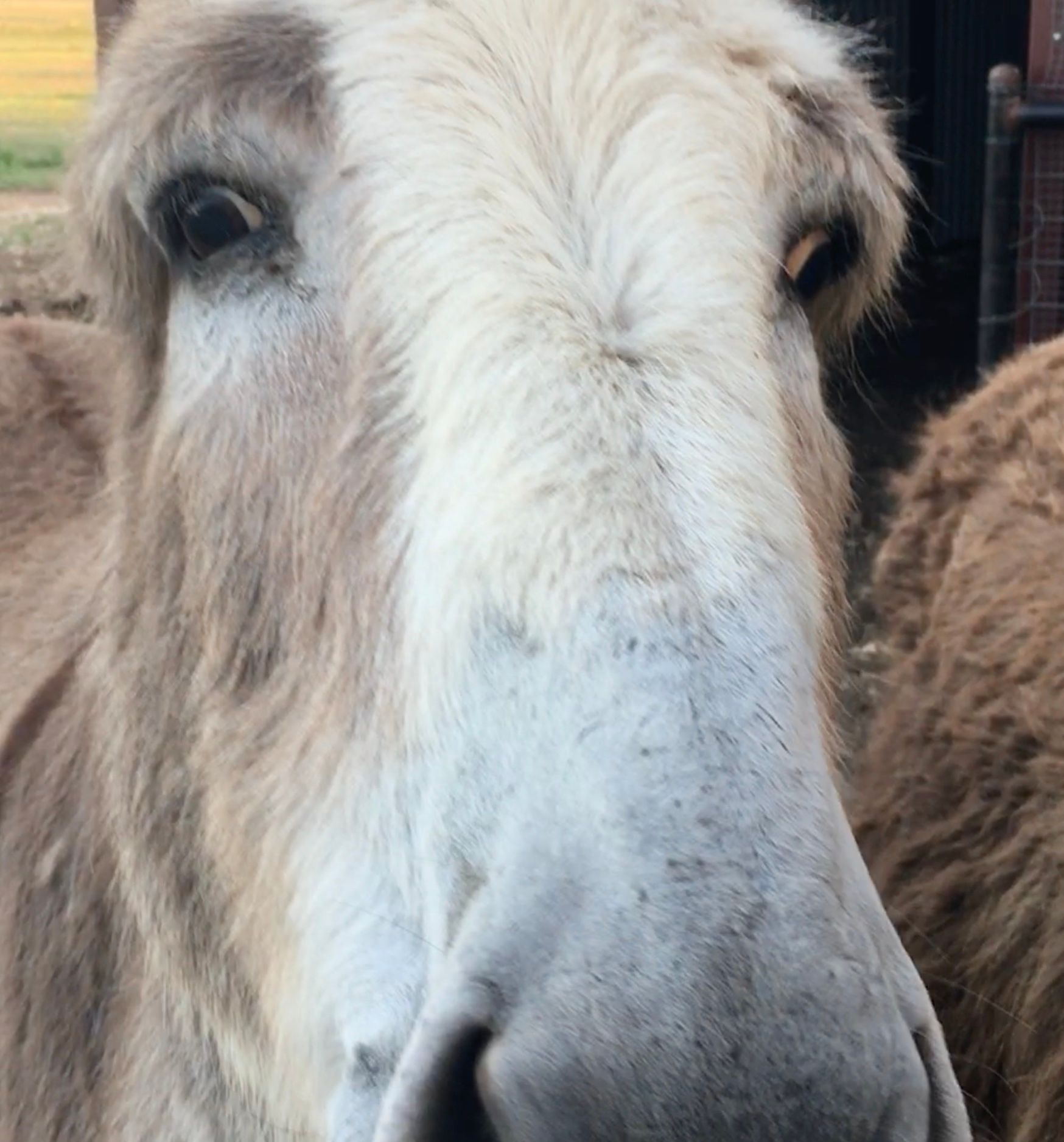 Donkeys Mugging For More Food