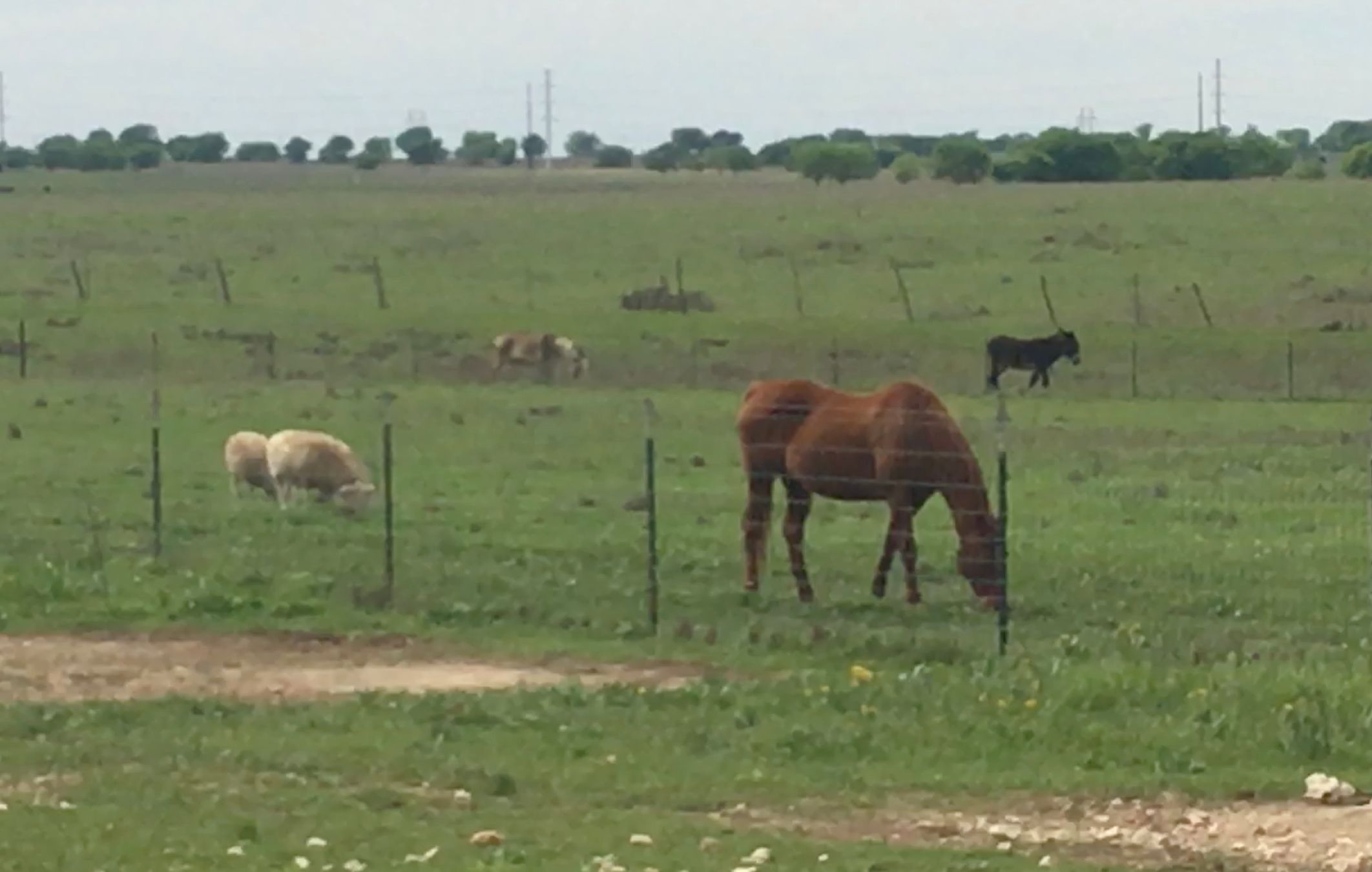 Donkeys On Parade