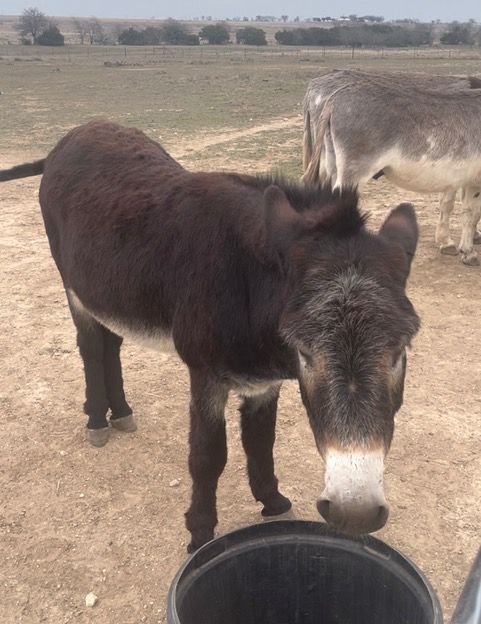Donkeys Play Musical Feed Buckets
