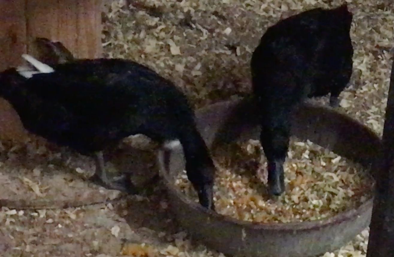 Twin Ducks Debut at Sanctuary