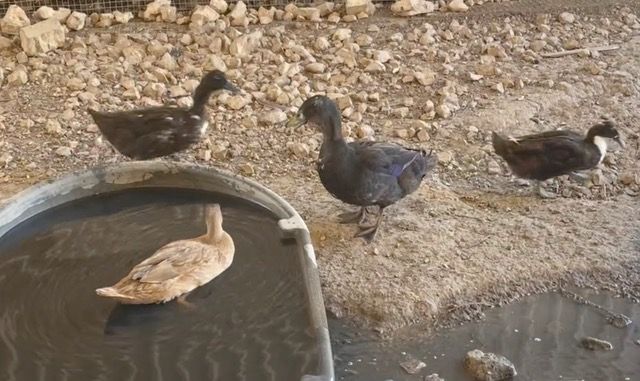 Ducks Paddle and Drill Mud