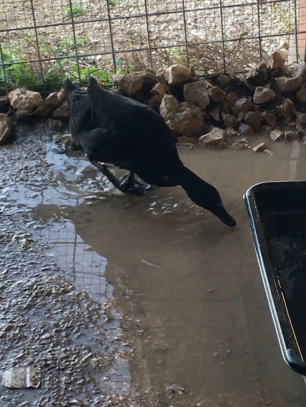Ducks Prefer Mud Lattes Over Clean Water