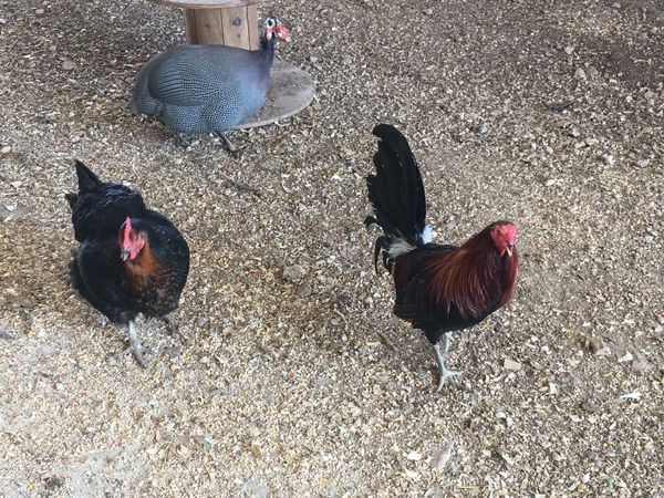 Rescued Roosters Debut at LGRS