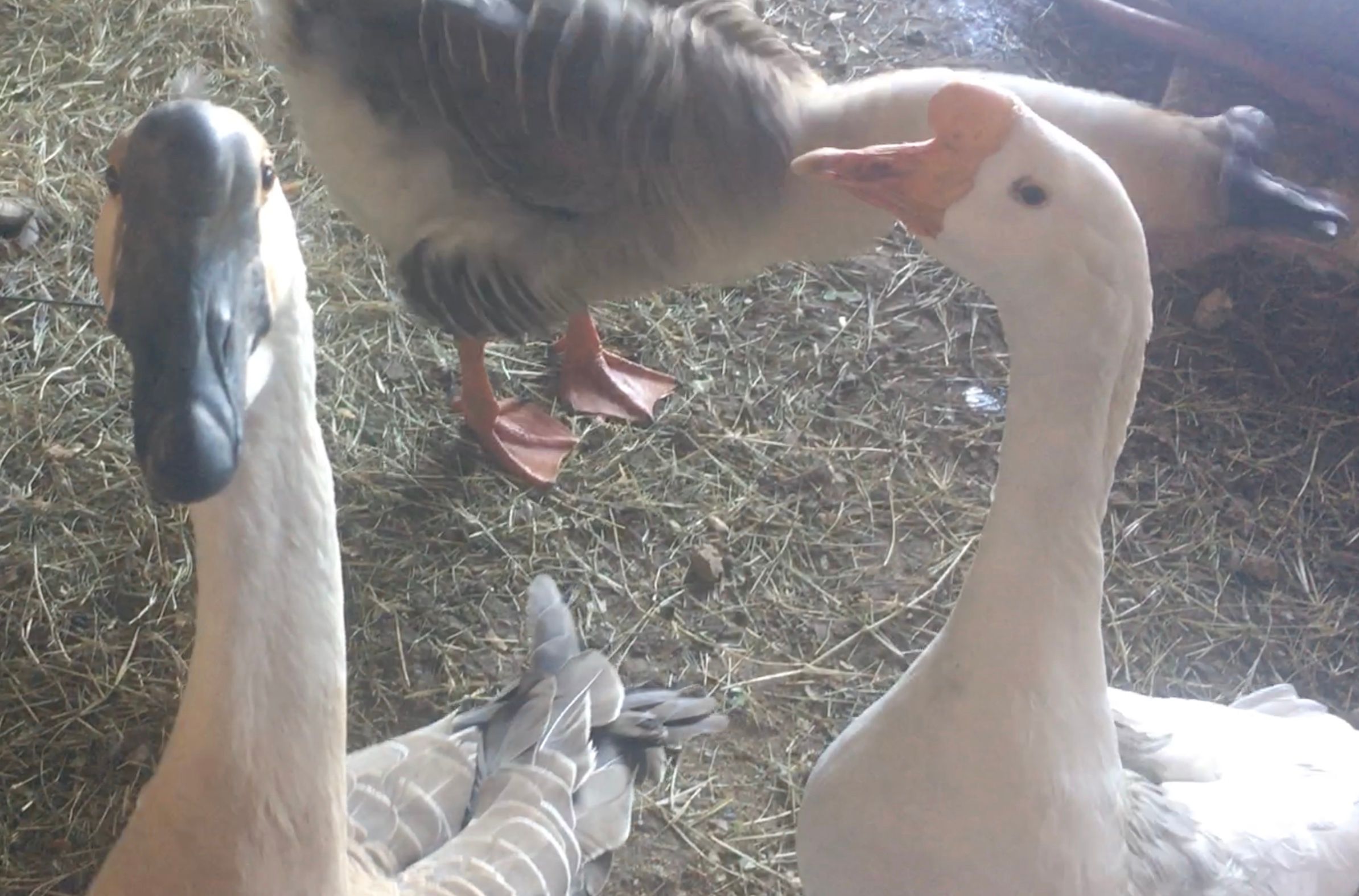 Gaggle Gets Goat's Attention