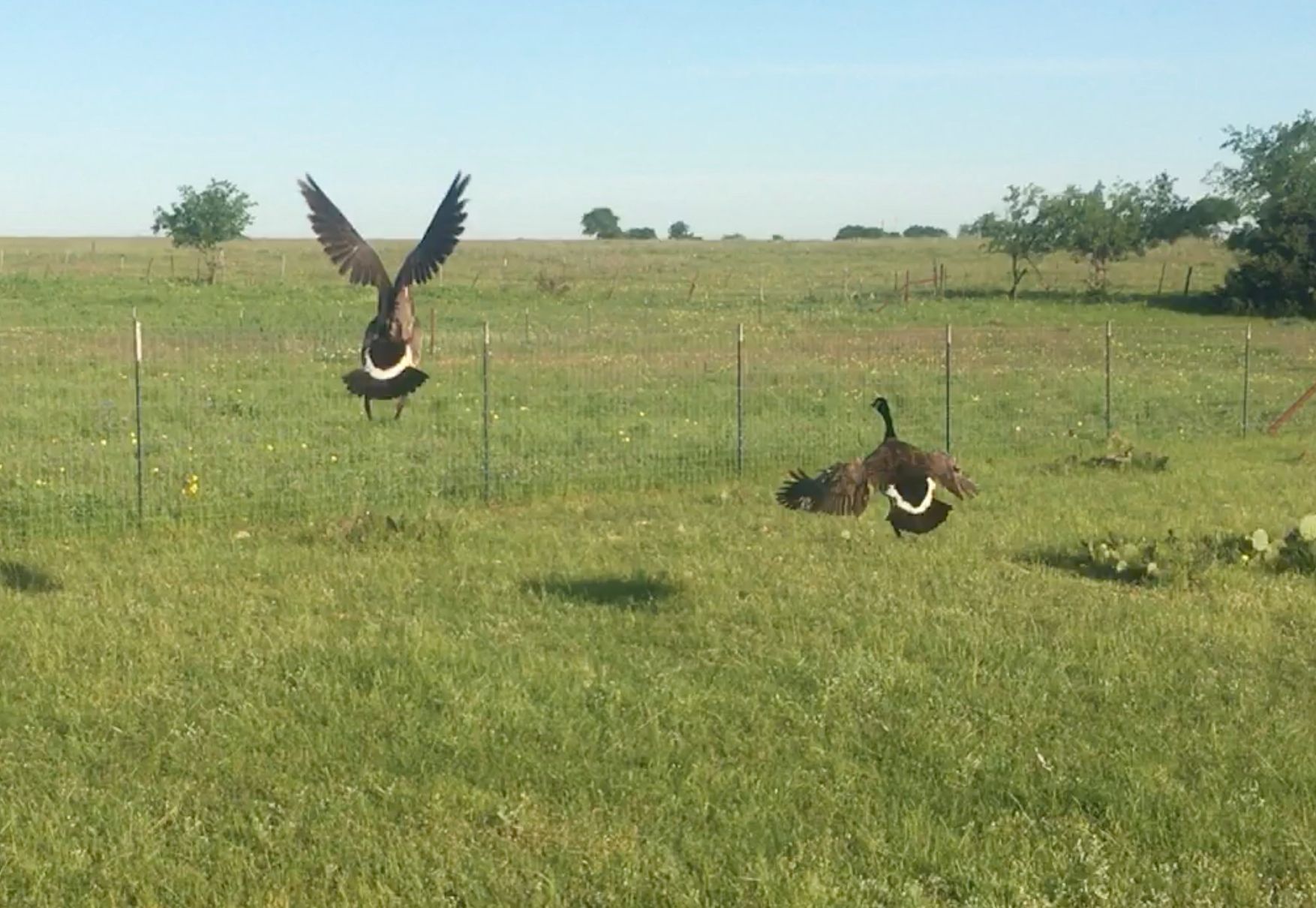 Canadian Geese Spooked