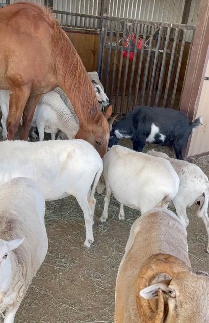 Gentle Cowgirl Shares Pile of Hay