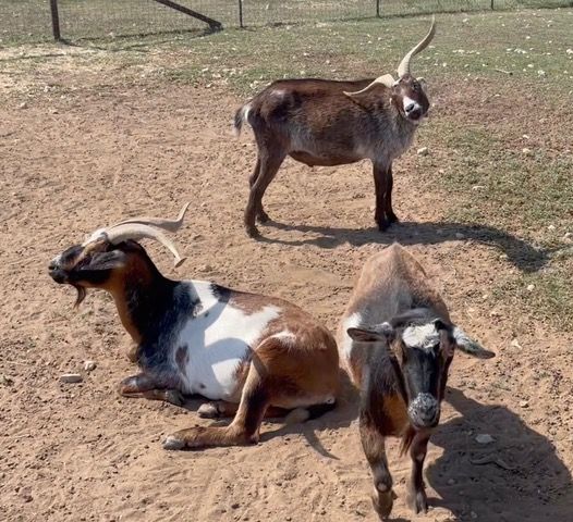 Goat Day Afternoon