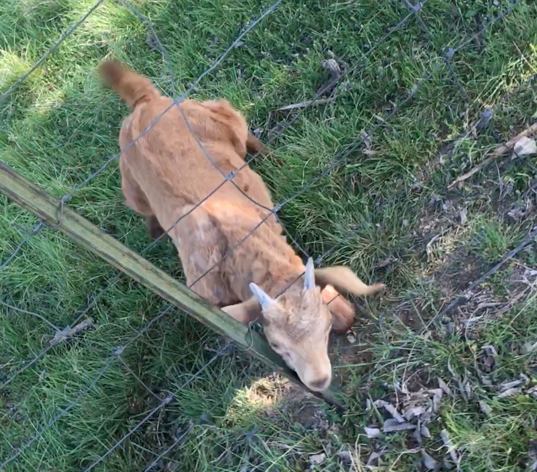 Goat Kid Caught In Fence